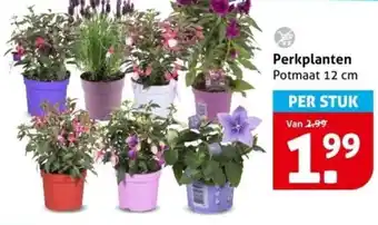Hoogvliet Perkplanten aanbieding