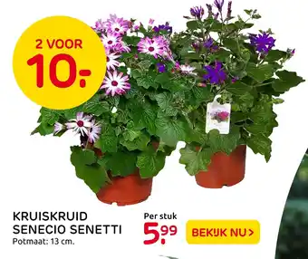 Praxis Kruiskruid senecio senetti aanbieding