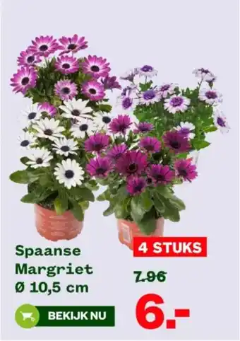 Welkoop Spaanse Margriet aanbieding