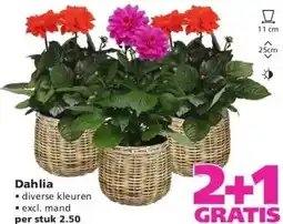 Ranzijn Dahlia aanbieding