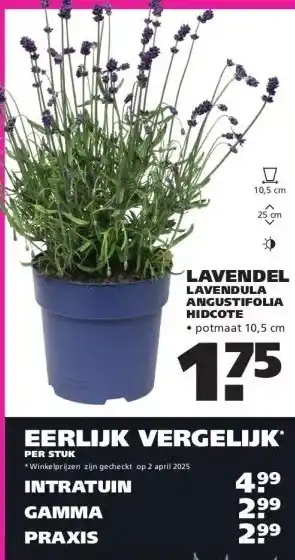 Ranzijn Lavendel lavendula angustifolia hidcote aanbieding