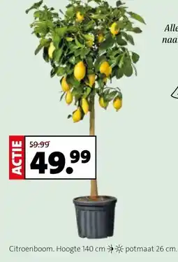 Intratuin Citroenboom. aanbieding