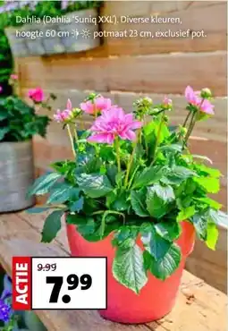 Intratuin Dahlia (Dahlia 'Suniq XXL'). aanbieding