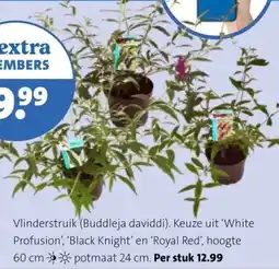 Intratuin Vlinderstruik (Buddleja daviddi). aanbieding