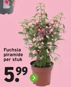 GAMMA Fuchsia piramide per stuk aanbieding