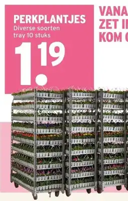 GAMMA PERKPLANTJES aanbieding