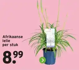 GAMMA Afrikaanse lelie per stuk aanbieding