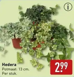 ALDI Hedera aanbieding