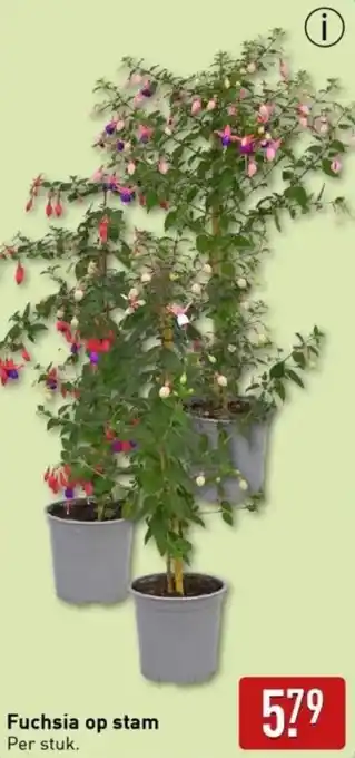 ALDI Fuchsia op stam aanbieding