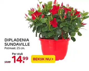 Praxis Dipladenia sundaville 25 cm aanbieding