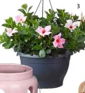 Intratuin Mandevilla in hangpot aanbieding