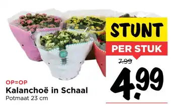 Vomar Voordeelmarkt Kalanchoë in Schaal 23 cm aanbieding