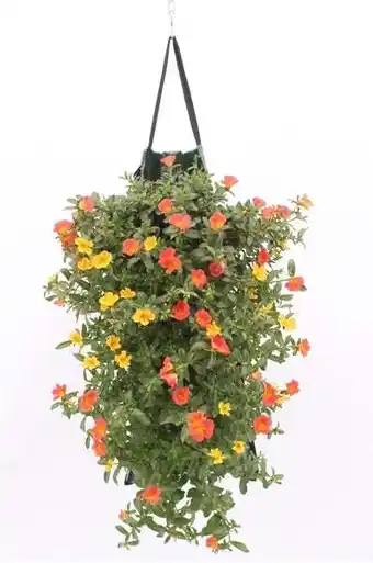 Intratuin Wandhanger met Portulak (Portulaca) H 50 cm aanbieding