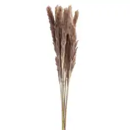 Leen Bakker Droogbloemen Pampas pluim 6 stuks - bruin - Leen Bakker aanbieding
