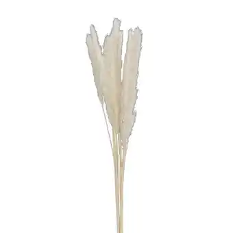 Leen Bakker Droogbloemen Pampas pluim 6 stuks - crème - Leen Bakker aanbieding