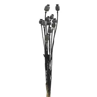 Leen Bakker Droogbloemen Papaver boeket holland zwart - 58 cm - Leen Bakker aanbieding