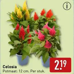 ALDI Celosia aanbieding