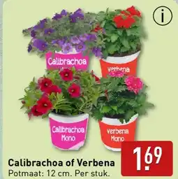 ALDI Calibrachoa of Verbena aanbieding