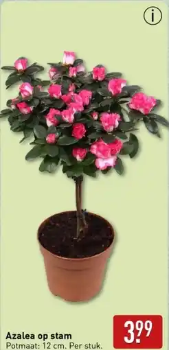 ALDI Azalea op stam aanbieding