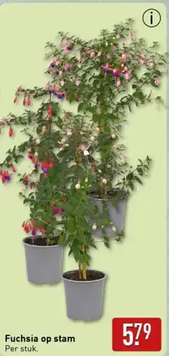 ALDI Fuchsia op stam aanbieding