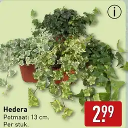 ALDI Hedera aanbieding