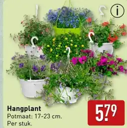 ALDI Hangplant aanbieding