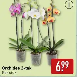 ALDI Orchidee 2 tak aanbieding