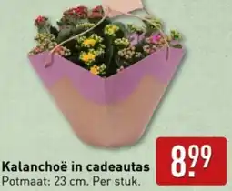ALDI Kalanchoë in cadeautas aanbieding
