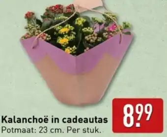 ALDI Kalanchoë in cadeautas aanbieding