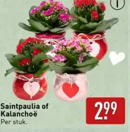 ALDI Saintpaulia of Kalanchoë aanbieding