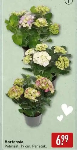 ALDI Hortensia aanbieding