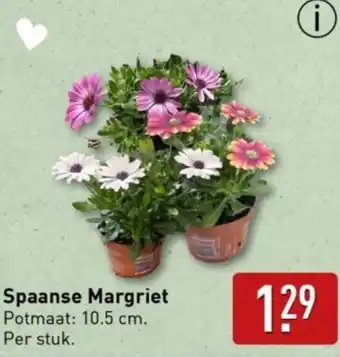 ALDI Spaanse Margriet aanbieding