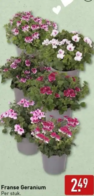 ALDI Franse Geranium aanbieding