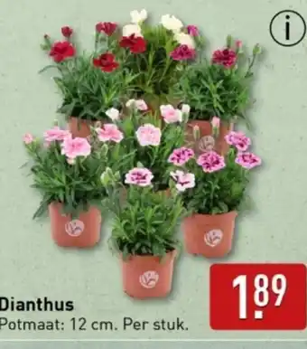 ALDI Dianthus aanbieding