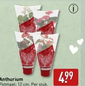 ALDI Anthurium aanbieding