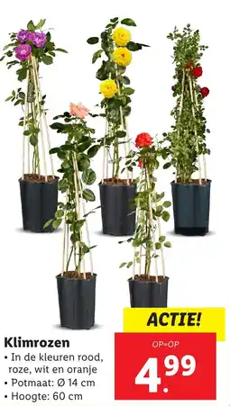 Lidl Klimrozen aanbieding