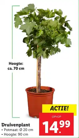 Lidl Druivenplant aanbieding