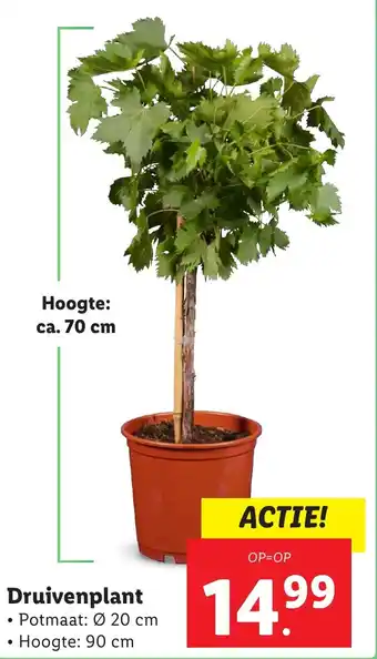Lidl Druivenplant aanbieding
