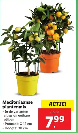 Lidl Mediteriaanse plantenmix aanbieding