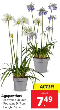 Lidl Agapanthus aanbieding