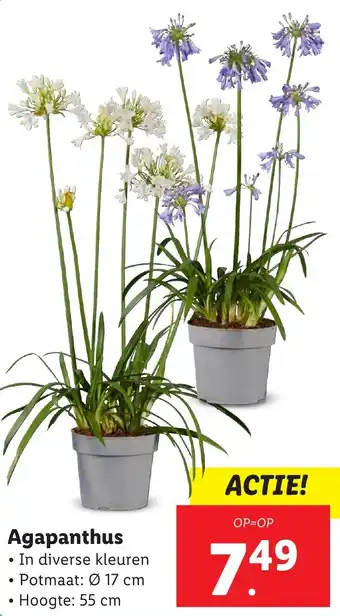 Lidl Agapanthus aanbieding