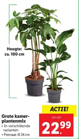 Lidl Grote kamer plantenmix aanbieding