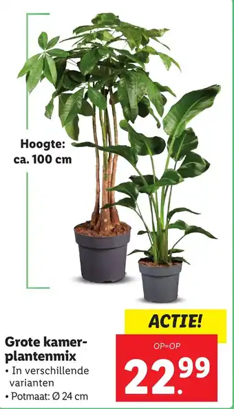 Lidl Grote kamer plantenmix aanbieding