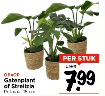 Vomar Voordeelmarkt Gatenplant of strelizia aanbieding