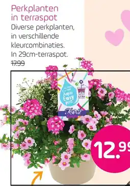 Coppelmans Perkplanten in terraspot aanbieding