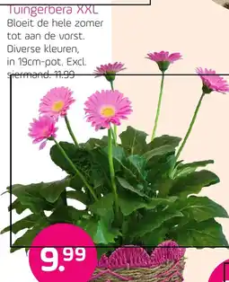 Coppelmans Tuingerbera XXL aanbieding