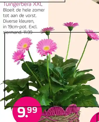 Coppelmans Tuingerbera XXL aanbieding