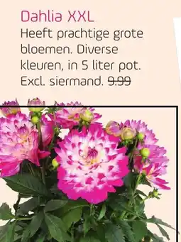Coppelmans Dahlia XXL aanbieding