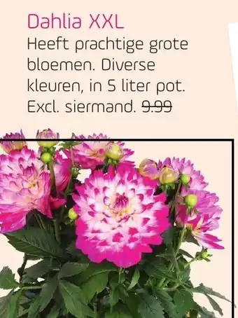 Coppelmans Dahlia XXL aanbieding