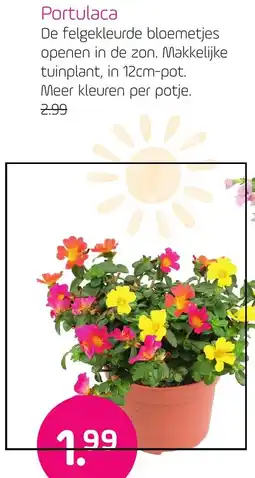 Coppelmans Portulaca aanbieding